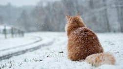 Ночью в Рязанской области -12°С, местами снег