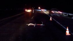 В Рыбновском районе на М5 в ДТП попал велосипедист