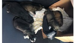 В Вологодской области экипаж ДПС спасли пятерых замерзающих новорожденных щенков